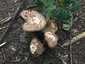 Csoportos csiperke (Agaricus bohusii), Budai-hegység